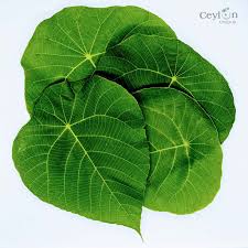 Kenda Leaves - 100g